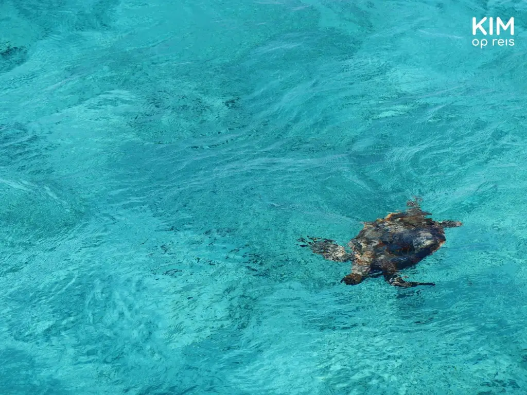 Turtle seen from the boat Klein Curaçao: turtle swims in the blue waters