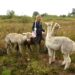 Activities with animals: On the heath with alpacas